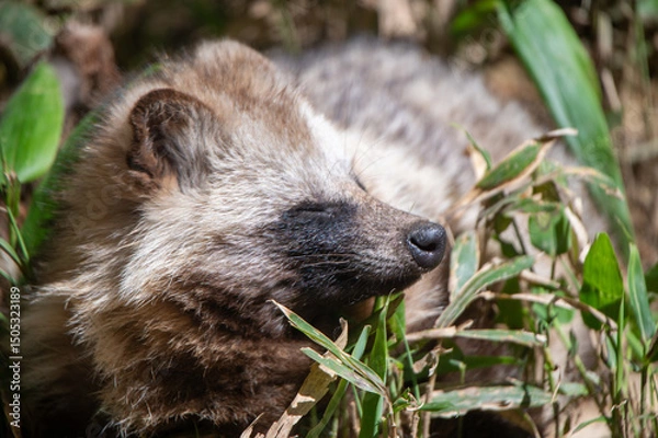 Obraz ホンドタヌキ