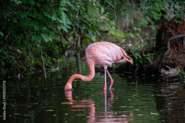 Fototapeta フラミンゴ