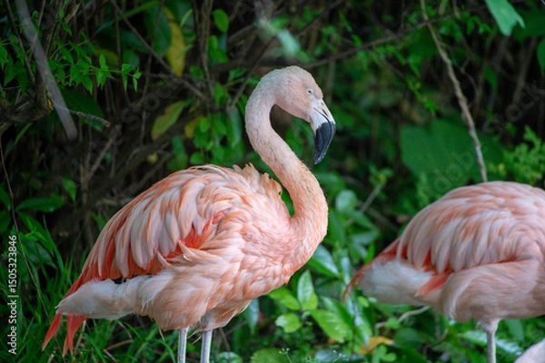 Fototapeta フラミンゴ
