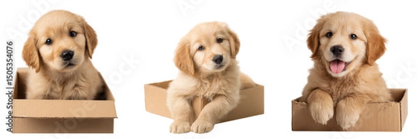 Fototapeta Set of Cute golden retriever puppy in a box isolated on a transparent background