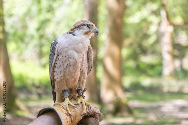 Obraz Saker falcon perched on falconer's glove at tapada nacional de mafra
