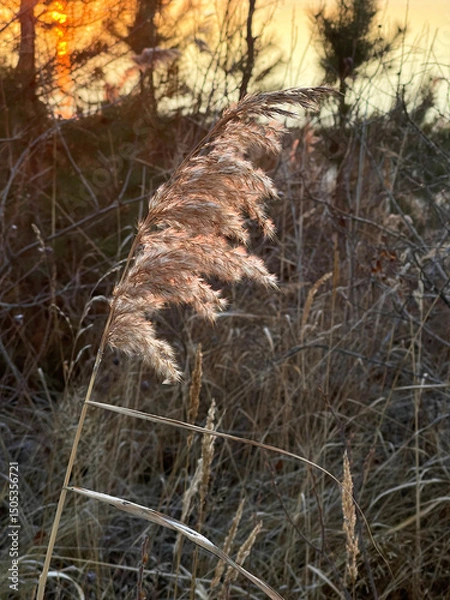 Obraz Dried Pampas Grass at Sunset with River in the Background