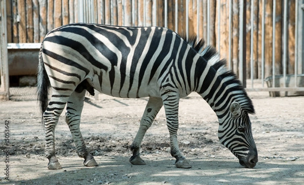 Obraz zebra