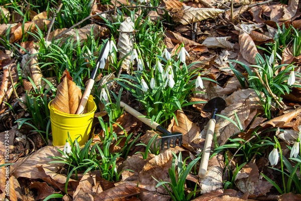 Fototapeta Rakes and shovels among yellow old leaves and snowdrops. In a yellow bucket there is a shovel and dry leaf.