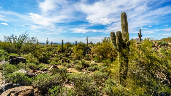 Fototapeta Saguaro, Ocotillo and Barrel Cacti in the semidesert landscape along the hiking trail to the Windy Cave on Usery Mountain near Phoenix, in Maricopa County, Arizona