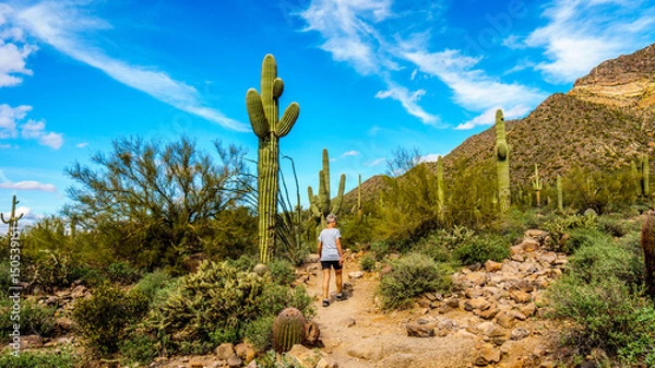 Fototapeta Woman on a hike on the hiking trail surrounded by Saguaro and other Cacti to the Wind Cave in Usery Mountain in Tonto National Forest near Phoenix Arizona