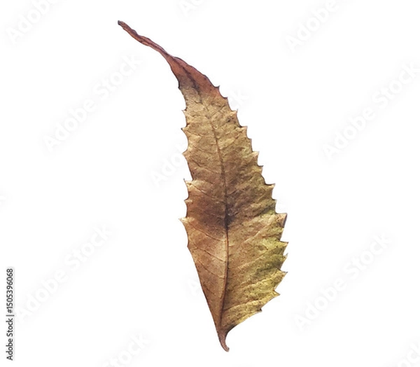Obraz A dried neem leaf isolated background