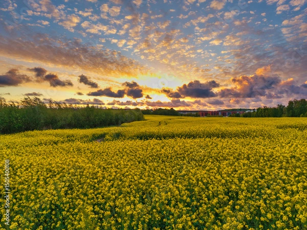 Fototapeta Amazing sunset over the spring fields of Rotmanka, Poland