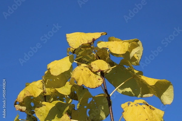 Obraz Yellow autumn colored leaves of catalpa on blue sky background. Fall or autumn leaves background 
