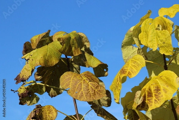 Obraz Yellow autumn colored leaves of catalpa on blue sky background. Fall or autumn leaves background 
