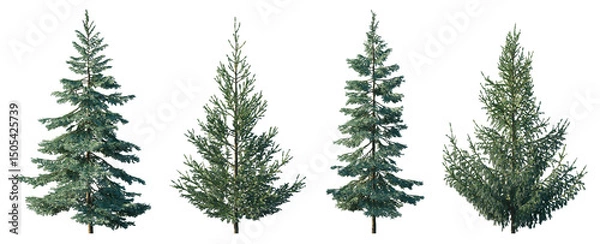 Obraz Picea pungens, omorika, glauca and abies spruce evergreen pinaceae needled tree isolated png on transparent background premium cutout foreground tree