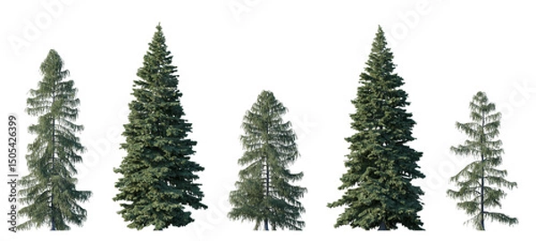 Obraz Picea pungens and Picea breweriana (colorado blue, green spruce) evergreen pinaceae needled fir tree isolated png on a transparent background premium cutout