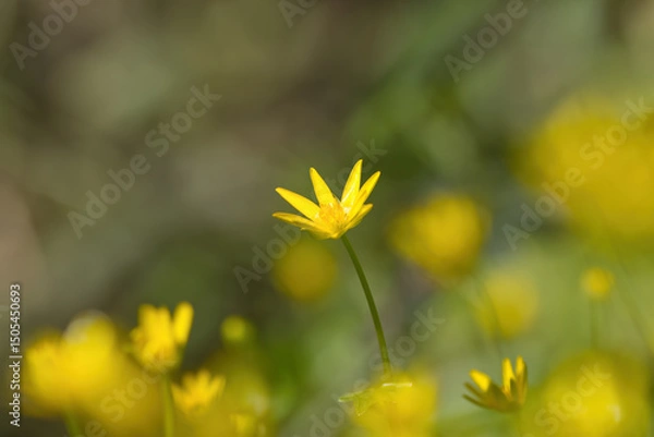 Obraz Close-up of lesser celandine, close-up of Ranunculus ficaria, yellow flower with yellow pollen pistils and green-yellow background, early bloomer, harbinger of spring