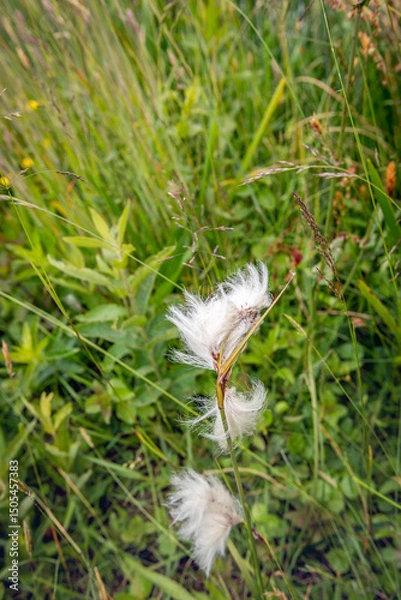 Fototapeta Closeup of white and hairy flowering common cottongrass or common cottonsedge in a Dutch nature reserve in springtime.