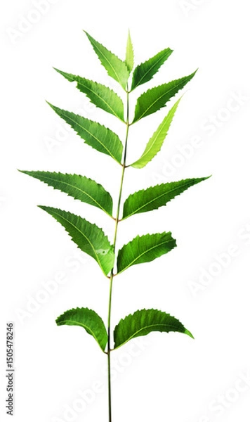 Fototapeta Original neem leaves isolated background