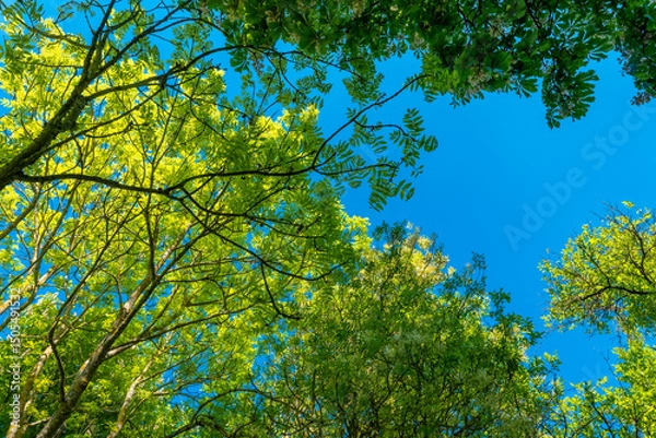 Obraz Bright green canopy shelters sunlit sky in tranquil forest setting during warm spring day
