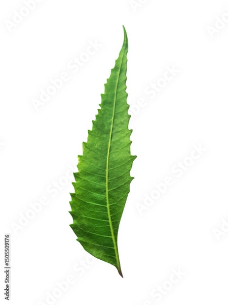 Obraz a single neem leaf isolated background