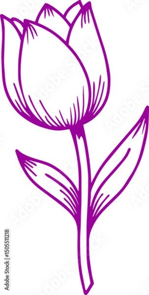 Fototapeta tulip flower vector transparent background 