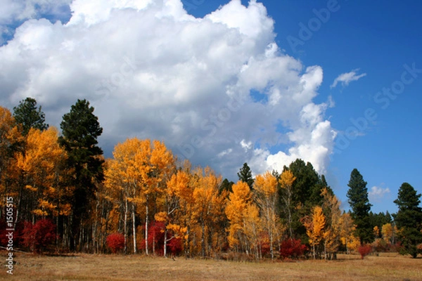 Fototapeta autumn skies