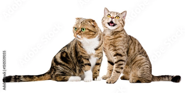 Fototapeta Two cats Scottish Fold and Scottish Straight sitting together isolated on white background