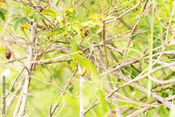 Fototapeta Bright colorful lizard climbing in bushes. Blue head and green body.
