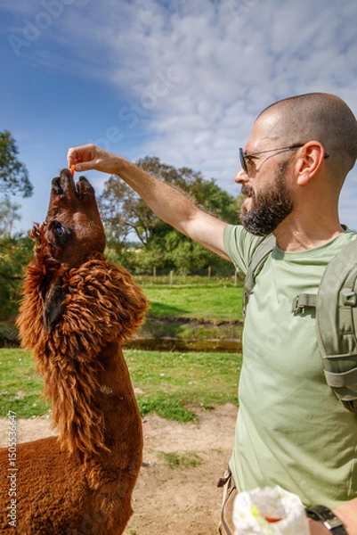 Fototapeta A heartwarming scene of a man feeding an alpaca in a quiet rural sanctuary, highlighting the bond between humans and animals