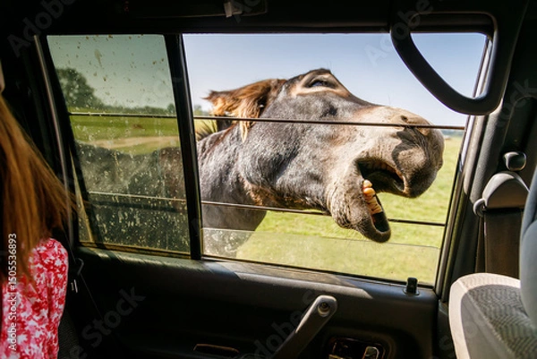 Fototapeta Curious donkey peering through car window during safari drive creating funny interaction between wildlife and tourists
