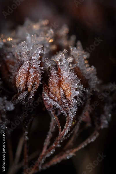 Obraz Ice crystals on a plant bud (2)