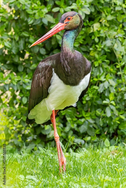 Obraz Close-up view of a Black stork (Ciconia nigra)