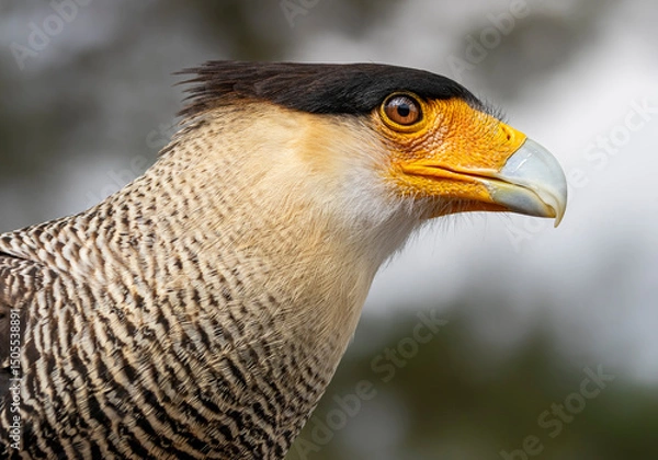 Fototapeta Close up view of a Southern crested caracara (Caracara plancus) 
