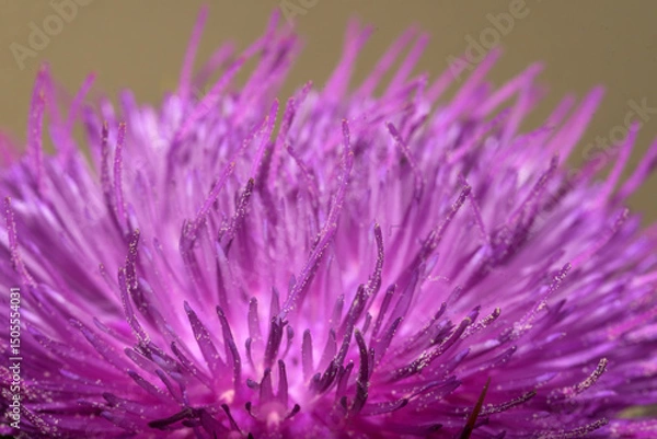 Fototapeta Detail of the pistils with pollen grains of the milk thistle Onopordum acanthium horizontally