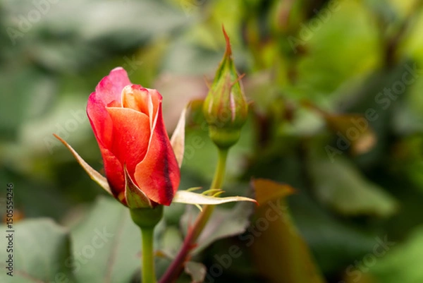 Fototapeta Bloom red rose with green leave in the garden
