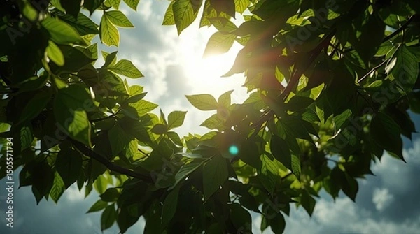 Fototapeta Sunlight shining through vibrant green leaves on a tree against a cloudy sky