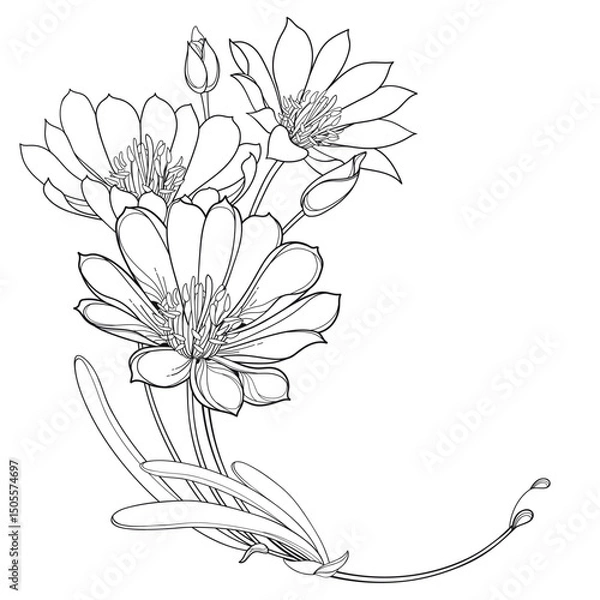 Fototapeta Corner bouquet with outline Bitterroot or Lewisia rediviva flower and leaves in black isolated on white background. 
