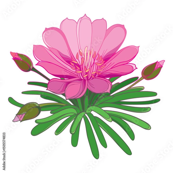Obraz Bunch with outline Bitterroot or Lewisia rediviva flower and leaves in pink and green isolated on white background. 