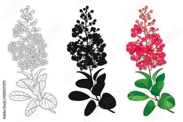 Obraz Set with outline Lagerstroemia or crape myrtle flowers and leaves in black and red isolated on white background. 