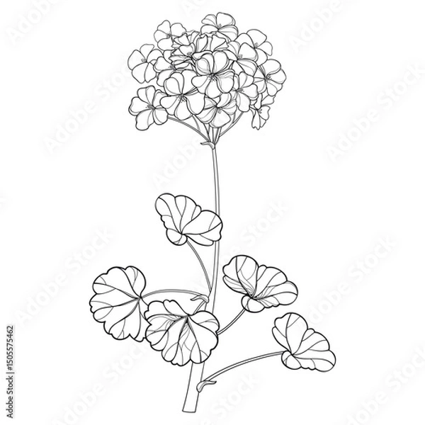 Obraz Branch with outline Geranium or Cranesbills flower bunch and leaf in black isolated on white background. 