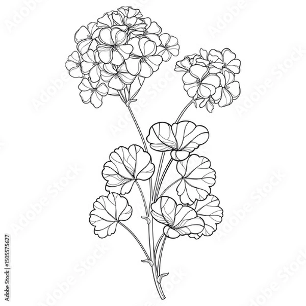 Obraz Bunch with outline Geranium or Cranesbills flower bunch and leaf in black isolated on white background. 