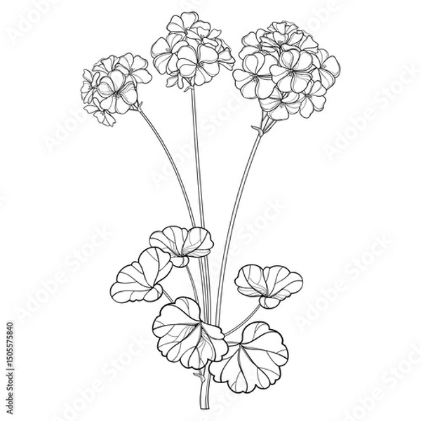 Obraz Bouquet with outline Geranium or Cranesbills flower bunch and leaf in black isolated on white background. 