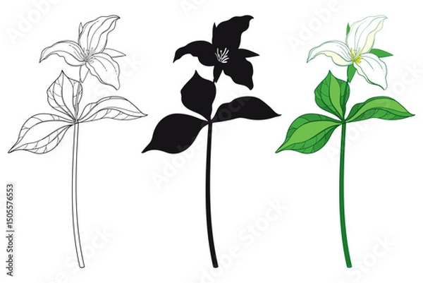 Obraz Set with outline Trillium grandiflorum or wakerobin flowers and leaf in black and pastel green isolated on white background. 