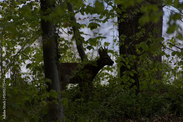 Fototapeta A secretive deer emerges from the dappled greens of a dense forest, offering a rare glimpse of wild tranquility. Perfect for themes of nature's hidden beauty.