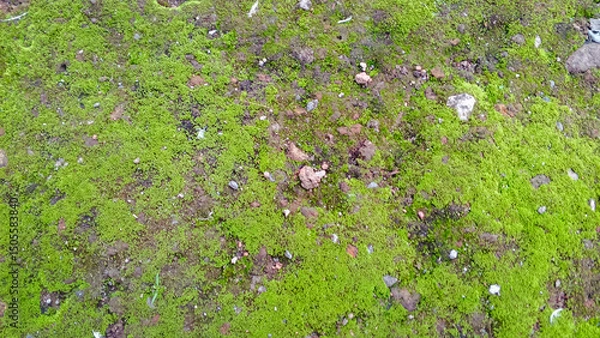 Fototapeta Closeup of moss-covered soil with scattered rocks and earthy texture, showing vibrant green moss growth ideal for backgrounds, nature, and ecology visuals.
