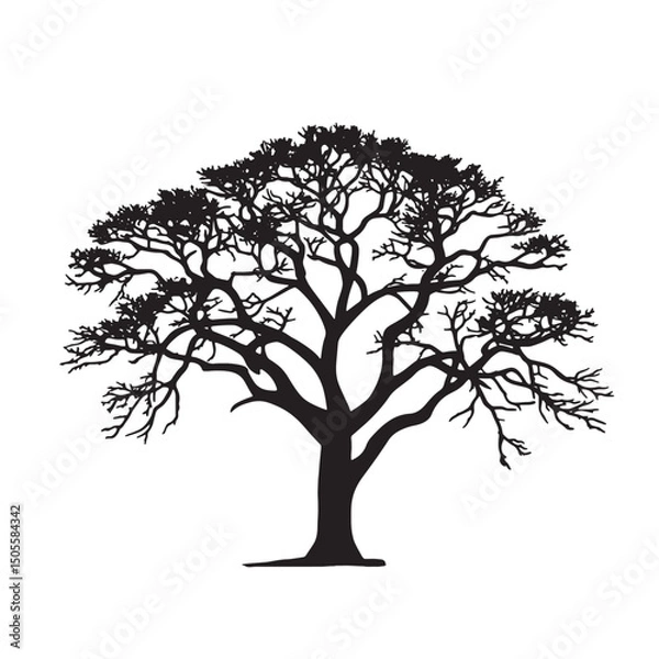 Fototapeta Cotton Tree Silhouette Vector