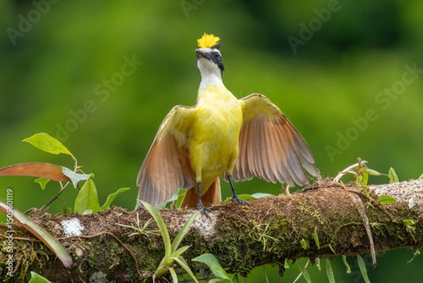 Obraz Great Kiskadee displaying for mate in Costa Rica 