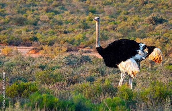 Obraz Male ostrich (Struthio camelus) near Lemoenshoek farm near Ladismith.