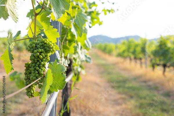 Fototapeta Close-up view of green grape clusters on sunlight, highlighting the natural beauty of vineyard for organic farming and sustainable viticulture, emphasizing fresh for harvest and wine production.