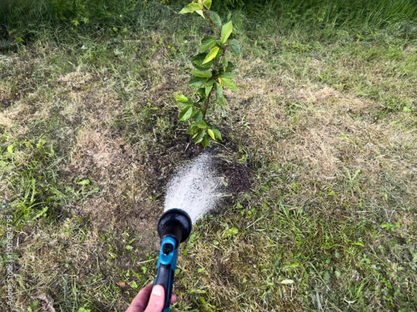 Fototapeta Hand watering newly planted tree in spring