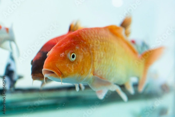 Fototapeta close-up of a koi fish or carp fish with a golden body swimming in a fish tank