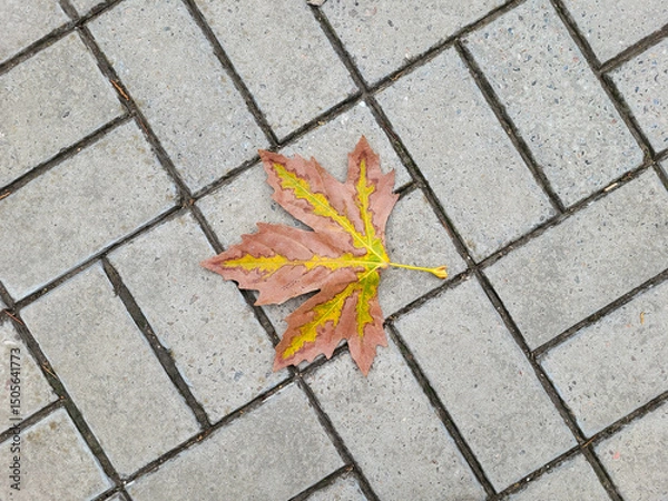 Obraz A brown maple leaf of a sycamore tree lies against a background of paving slabs.