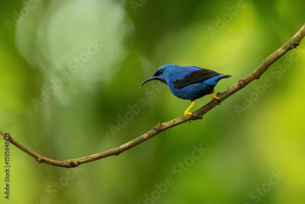 Fototapeta Shining honeycreeper (Cyanerpes lucidus) is a small bird in the tanager family. It is found in the Costa Rica
